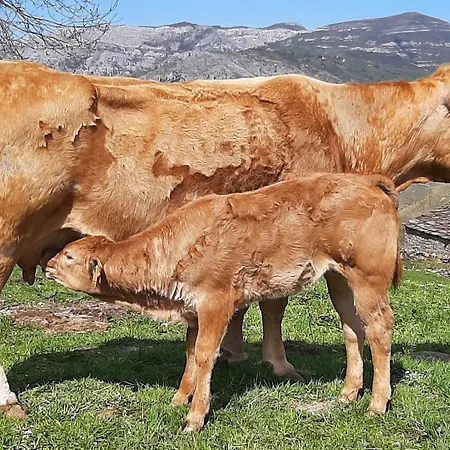 Vivienda Pasiega Lo Lucas 1920 San Roque de Ríomiera