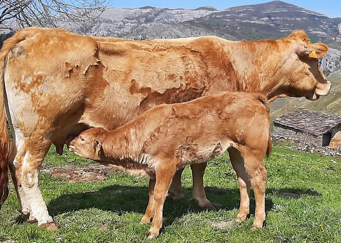 Vivienda Pasiega Lo Lucas 1920 San Roque de Riomiera